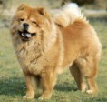 /album/galeria-de-fotos/chow-chow-jpg/